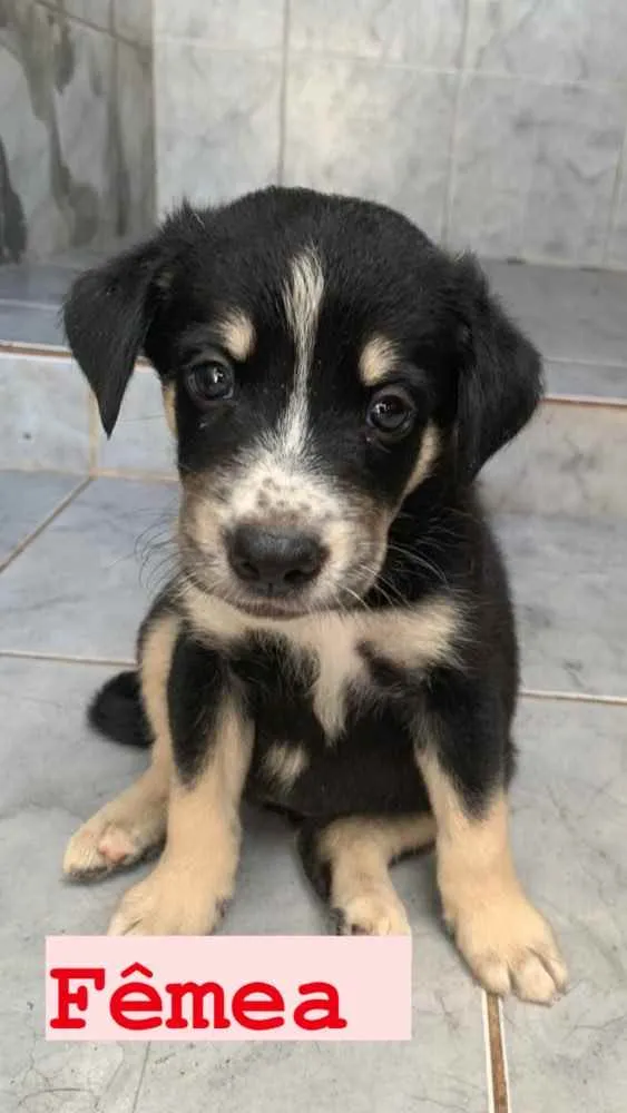 Cachorro ra a  pastor australiano e vira lat idade Abaixo de 2 meses nome Sem nome 