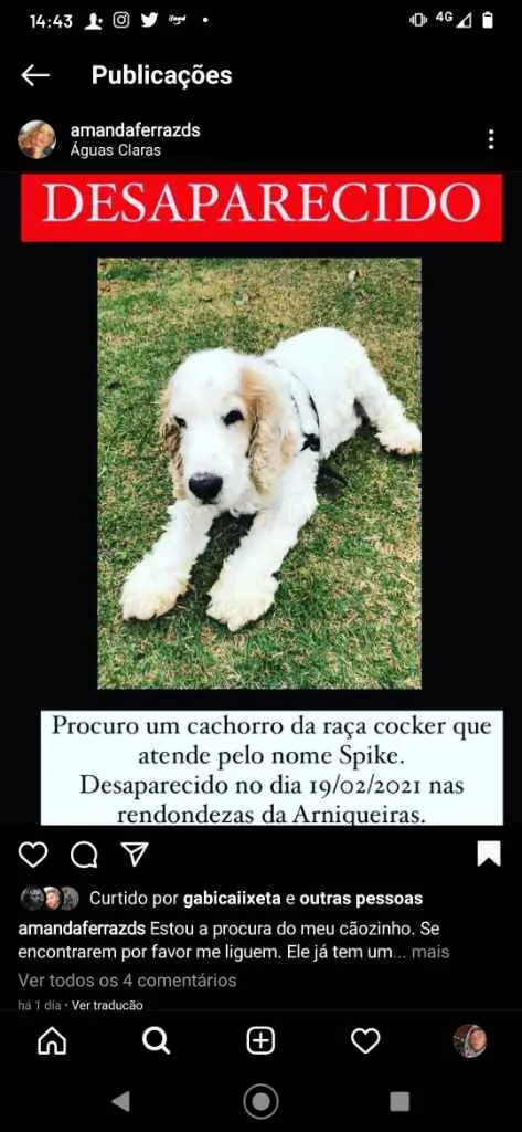 Cachorro ra a Cocker spaniel  idade 6 ou mais anos nome Speak