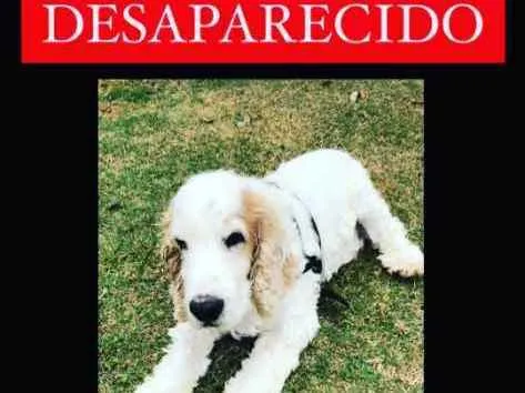 Cachorro ra a Cocker spaniel  idade 6 ou mais anos nome Speak