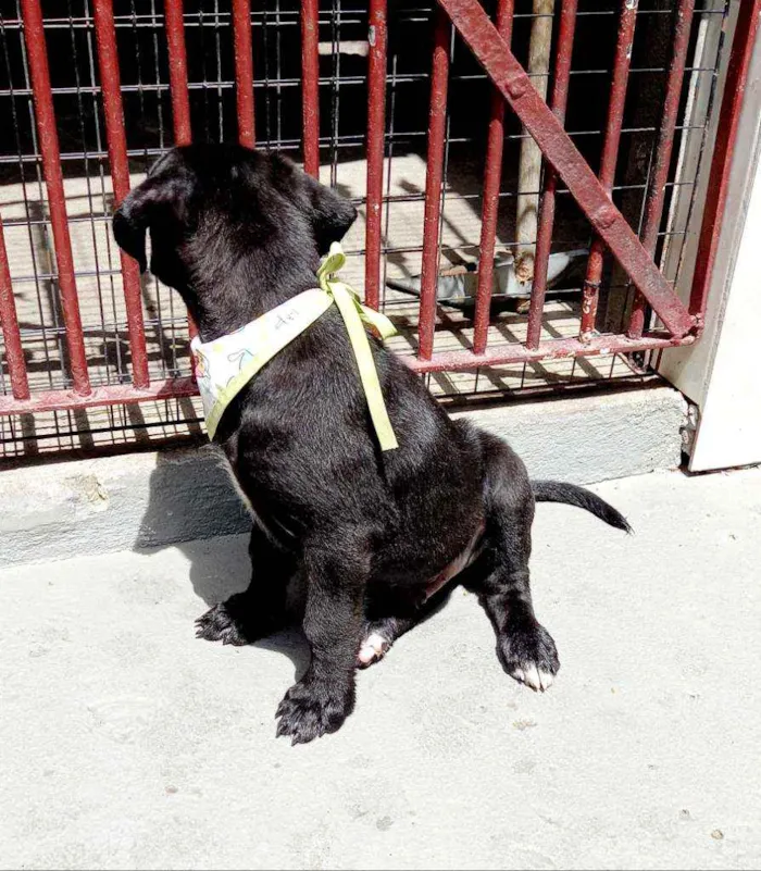 Cachorro raça Srd idade 2 a 6 meses nome Felipe