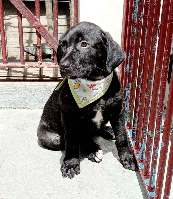 Cachorro raça Srd idade 2 a 6 meses nome Felipe