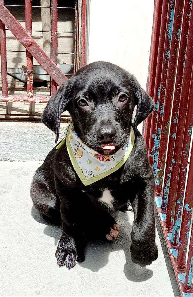 Cachorro raça Srd idade 2 a 6 meses nome Felipe