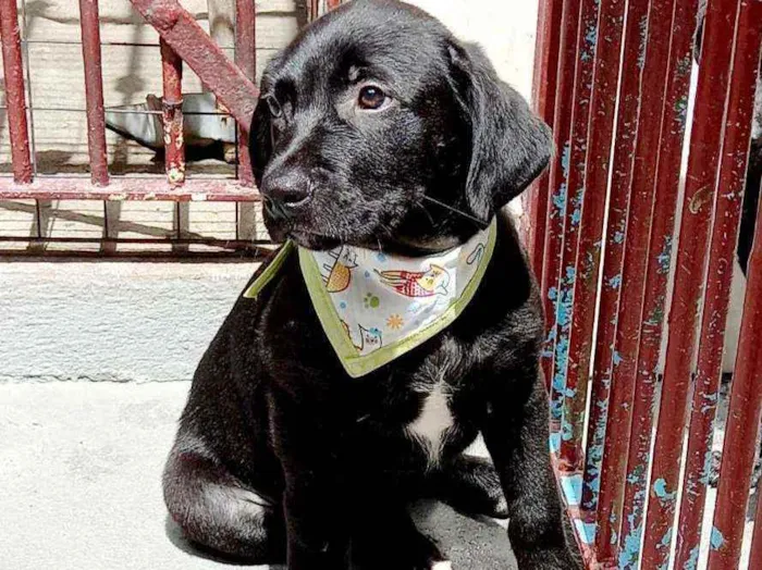 Cachorro raça Srd idade 2 a 6 meses nome Felipe