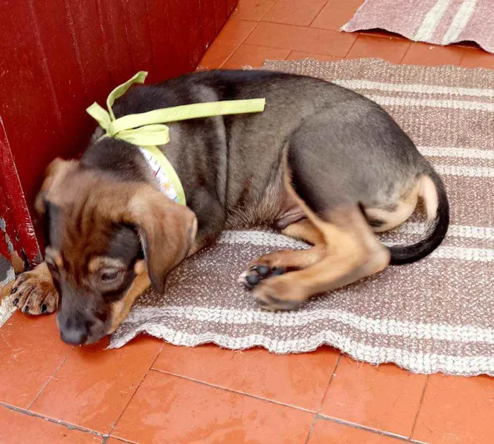 Cachorro raça Srd idade 2 a 6 meses nome Bernardo