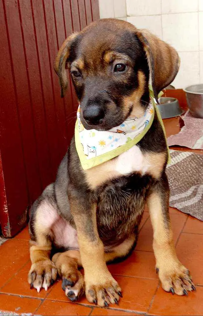 Cachorro raça Srd idade 2 a 6 meses nome Bernardo