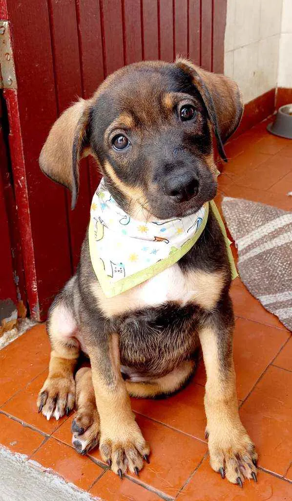 Cachorro raça Srd idade 2 a 6 meses nome Bernardo