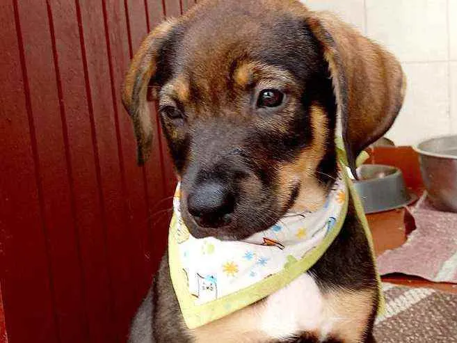 Cachorro raça Srd idade 2 a 6 meses nome Bernardo