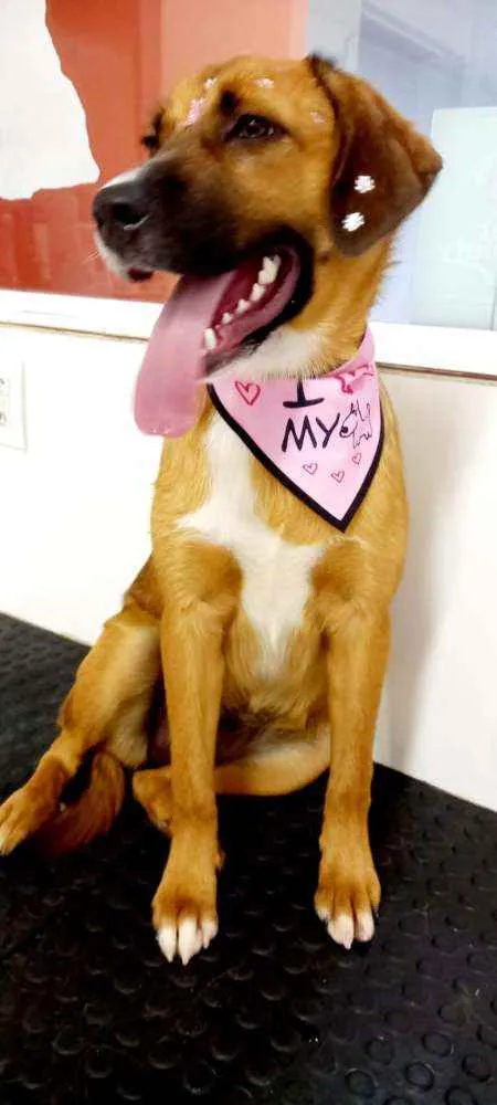 Cachorro raça Srd idade 7 a 11 meses nome Gabi