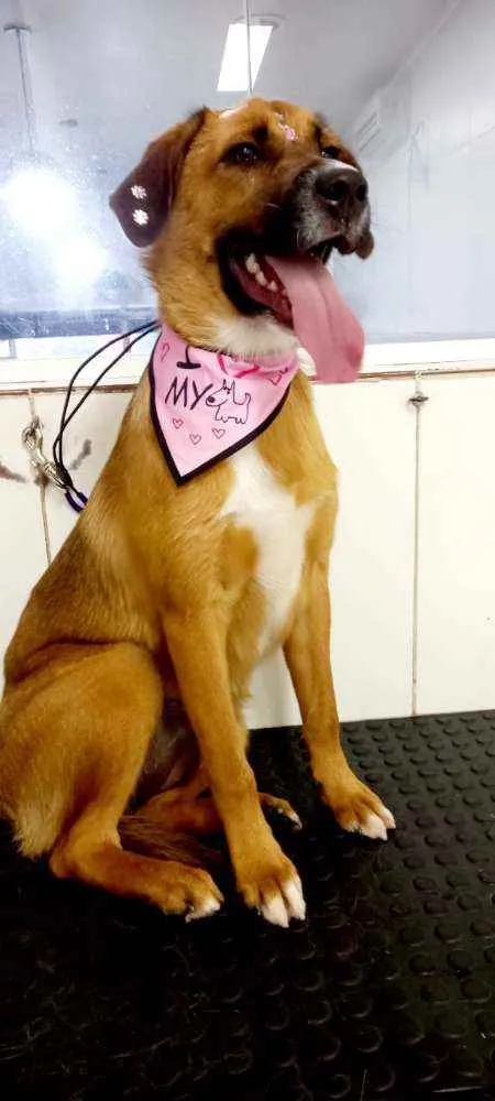 Cachorro raça Srd idade 7 a 11 meses nome Gabi