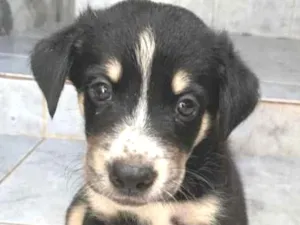 Cachorro raça  pastor australiano e vira lat idade Abaixo de 2 meses nome Sem nome 