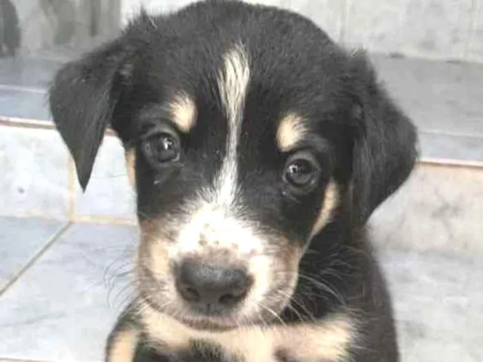 Cachorro ra a  pastor australiano e vira lat idade Abaixo de 2 meses nome Sem nome 