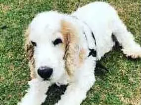 Cachorro ra a Cocker spaniel  idade 6 ou mais anos nome Speak