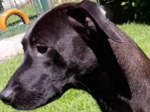 Cachorro raça Mestiça galgo  idade 1 ano nome Lilich