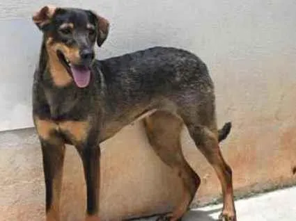 Cachorro raça Vira lata  idade 1 ano nome Mary