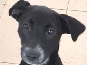 Cachorro raça Vira lata  idade 7 a 11 meses nome Bebel