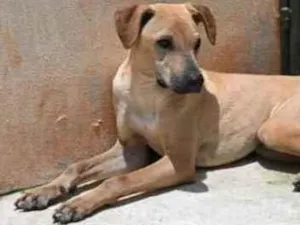 Cachorro raça Vira lata  idade 1 ano nome Alvaro 