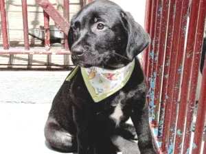 Cachorro raça Srd idade 2 a 6 meses nome Felipe