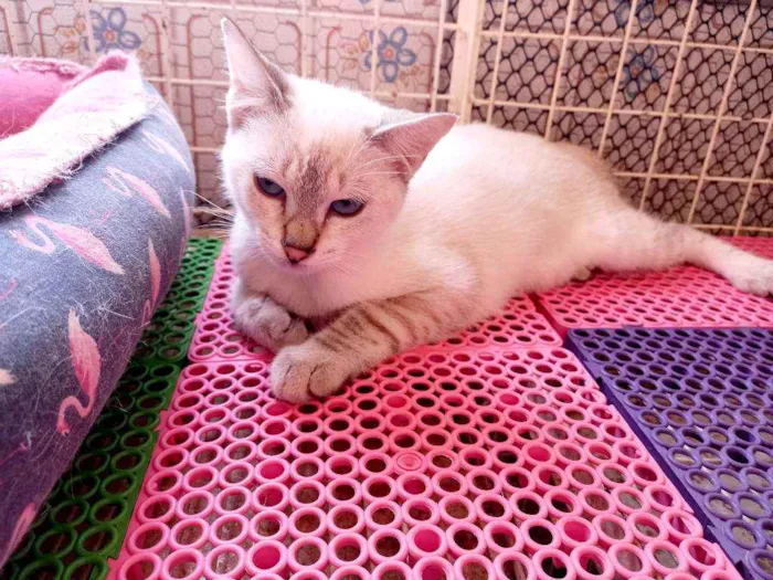 Gato raça Manx ( cauda curta) idade 2 a 6 meses nome Luna