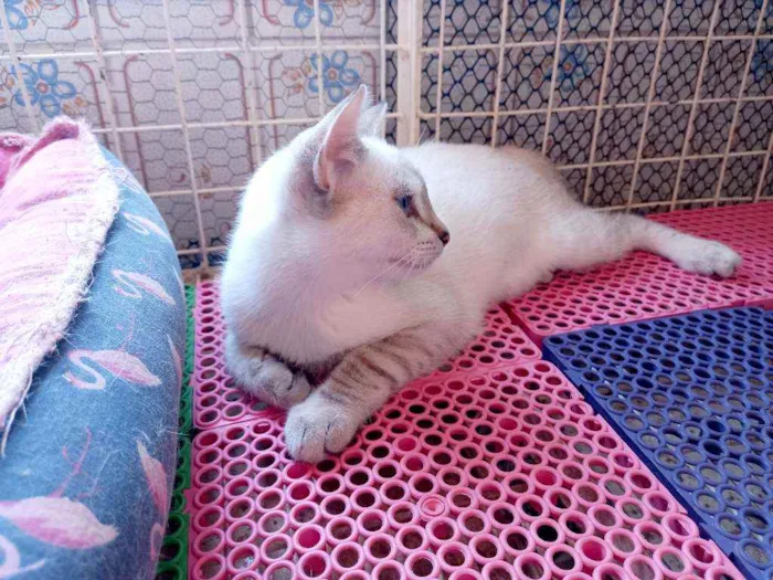 Gato raça Manx ( cauda curta) idade 2 a 6 meses nome Luna