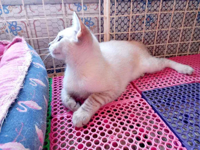 Gato raça Manx ( cauda curta) idade 2 a 6 meses nome Luna