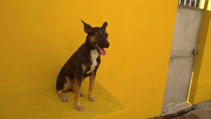 Cachorro ra a mestiça idade 2 a 6 meses nome NINA