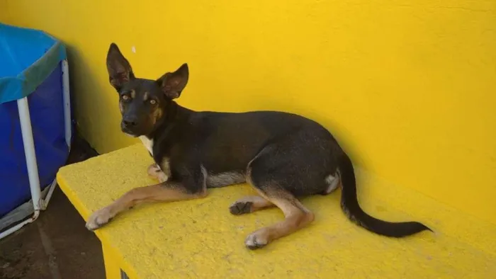 Cachorro ra a mestiça idade 2 a 6 meses nome NINA