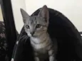 Gato raça Srd idade 2 a 6 meses nome Mel 