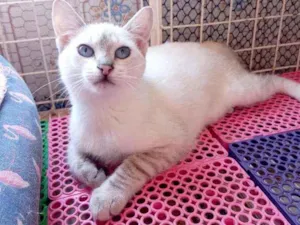 Gato raça Manx ( cauda curta) idade 2 a 6 meses nome Luna
