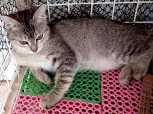 Gato raça Manx ( cauda curta) idade 2 a 6 meses nome Kiara