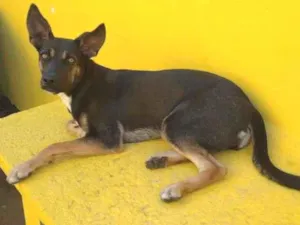 Cachorro raça mestiça idade 2 a 6 meses nome NINA