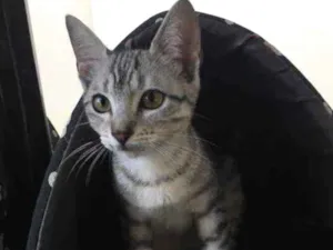 Gato raça Srd idade 2 a 6 meses nome Mel 