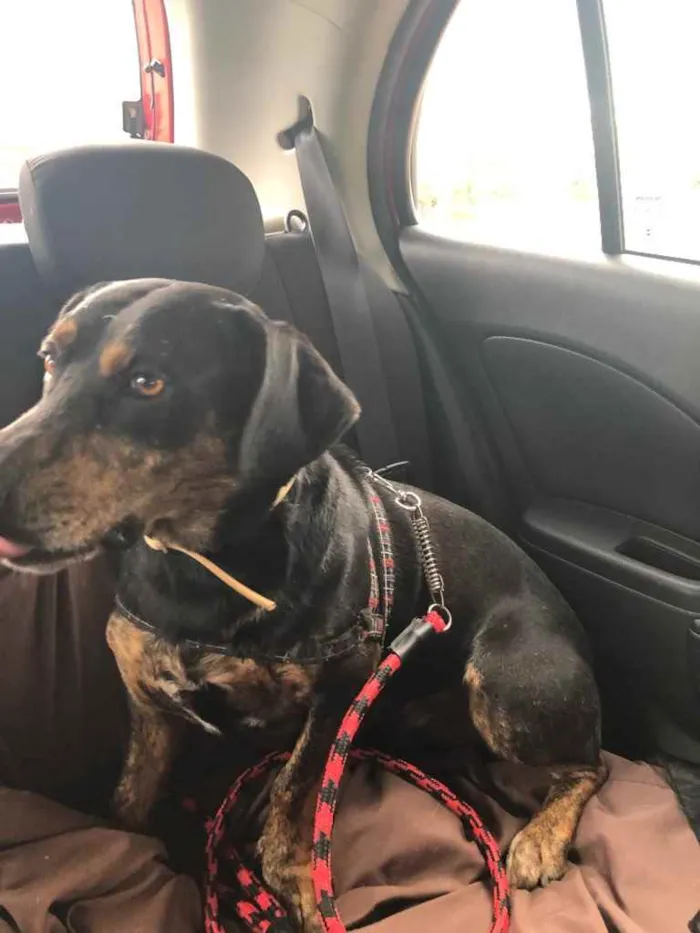 Cachorro ra a Sem raça  idade 2 anos nome Jonny 
