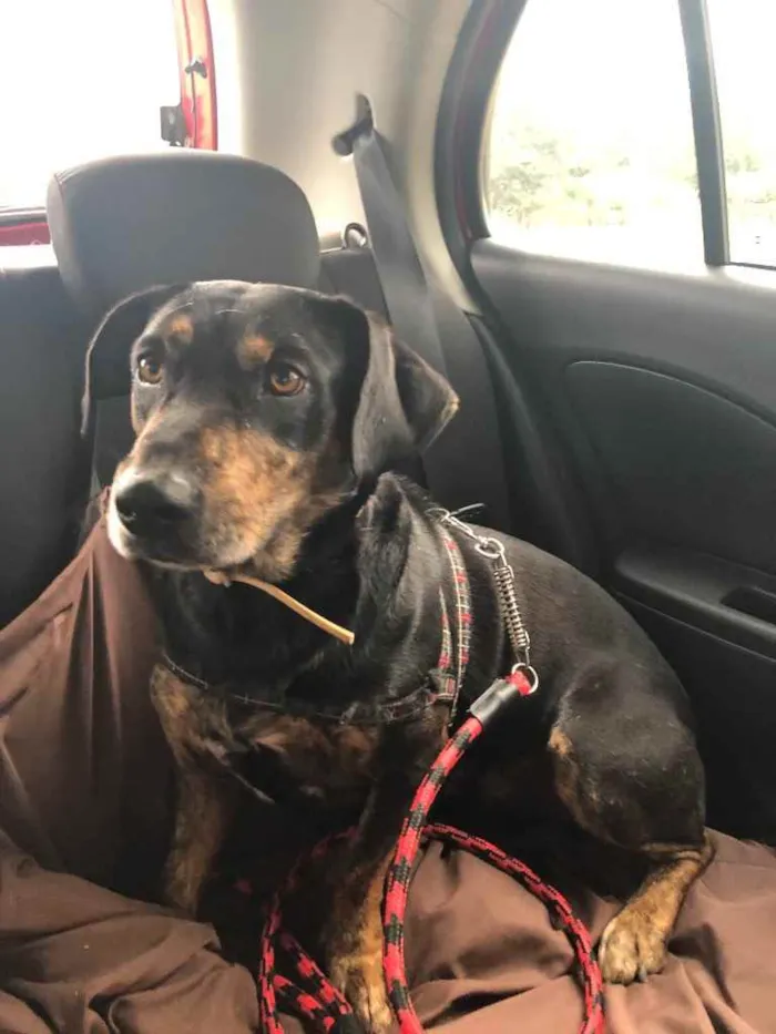 Cachorro ra a Sem raça  idade 2 anos nome Jonny 