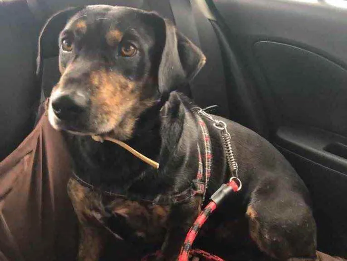 Cachorro ra a Sem raça  idade 2 anos nome Jonny 