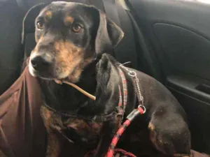 Cachorro raça SRD idade 2 anos nome Johnny