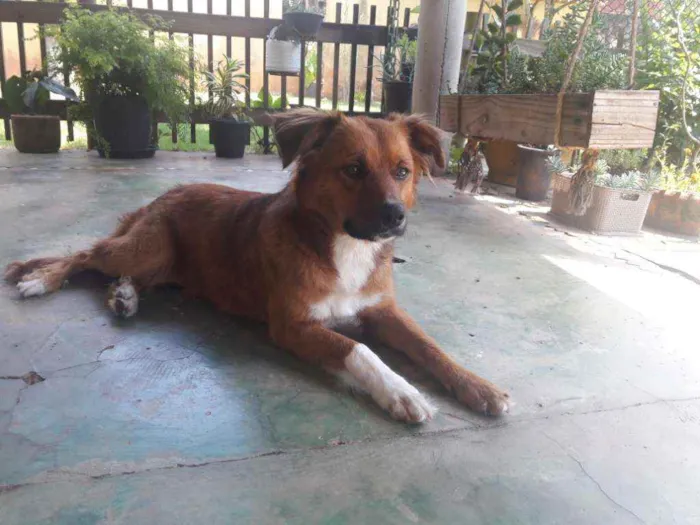 Cachorro ra a srd idade 1 ano nome Amora