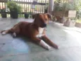 Amora