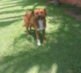 Amora