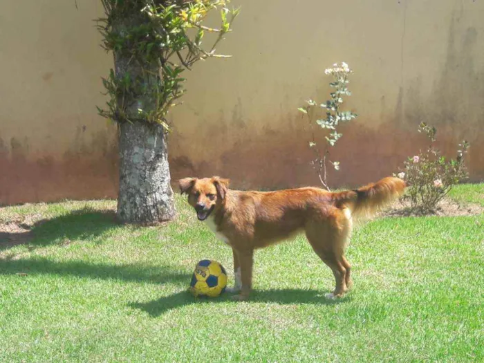 Cachorro ra a srd idade 1 ano nome Amora