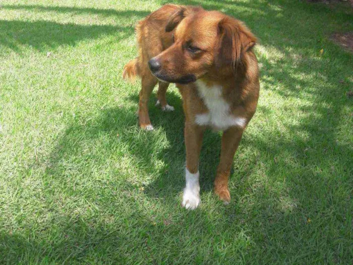 Cachorro ra a srd idade 1 ano nome Amora