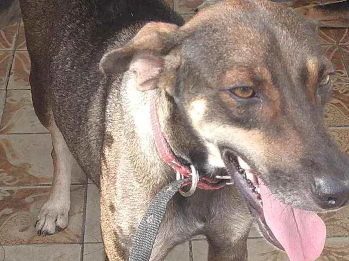 Cachorro ra a Idefinida idade 2 anos nome Duque e Duquesa