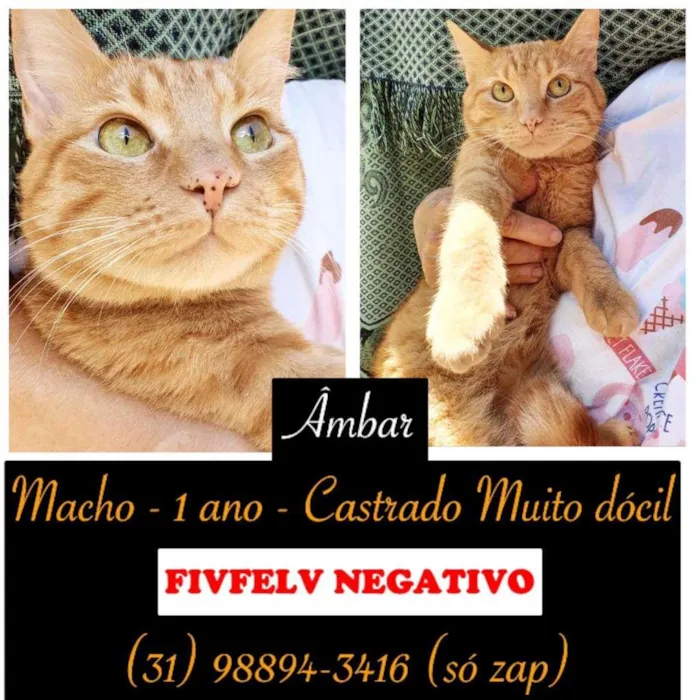 Gato raça SRD idade 1 ano nome ÂMBAR