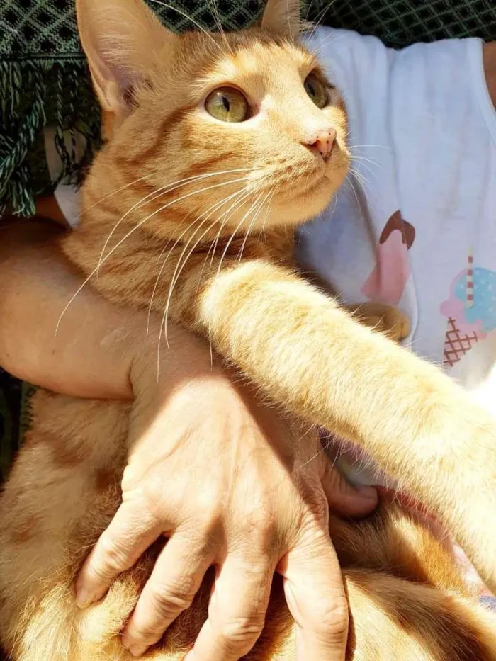 Gato raça SRD idade 1 ano nome ÂMBAR