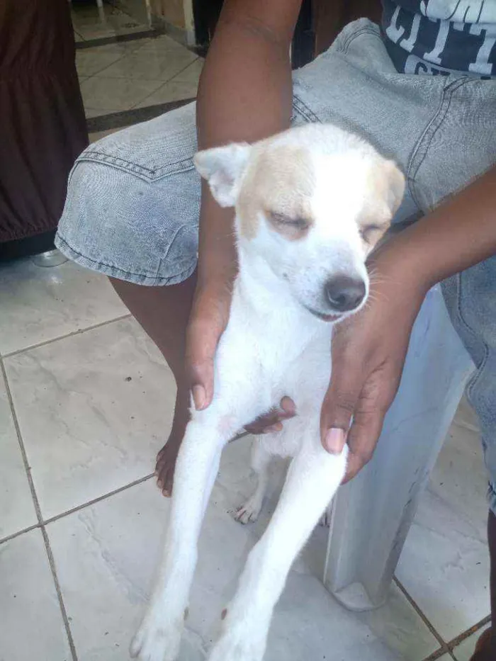 Cachorro ra a Pinscher 2 idade 2 anos nome Olegário