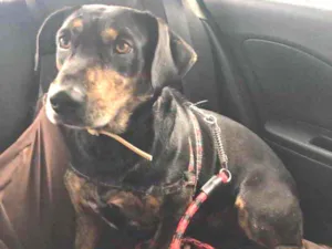 Cachorro raça Sem raça  idade 2 anos nome Jonny 