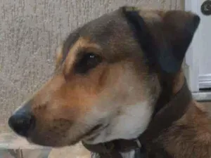 Cachorro raça SRD idade 1 ano nome Thomas