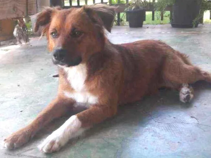 Cachorro ra a srd idade 1 ano nome Amora