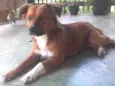 Amora