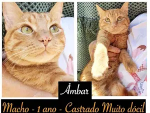 Gato raça SRD idade 1 ano nome ÂMBAR