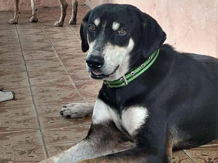 Cachorro ra a Idefinida idade 2 anos nome Duque e Duquesa